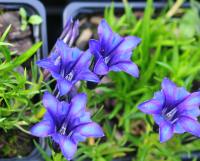 Rich purple flowers on short stems